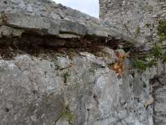 Foto particolare delle murature intorno al piazzale in pietra di Paestum. (6)